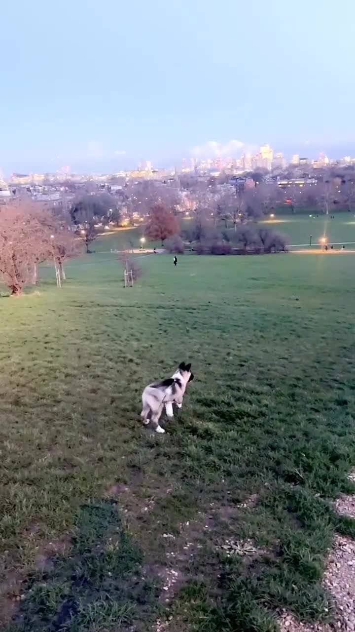 Akita dogs for sale: American akita puppy  - Video 2