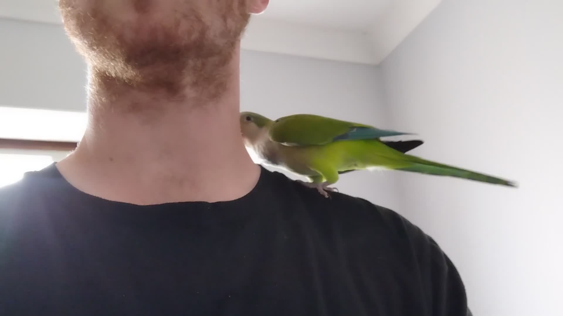 Parakeets birds for sale: Beautiful Hand Reared Quaker Parakeet - Video 1