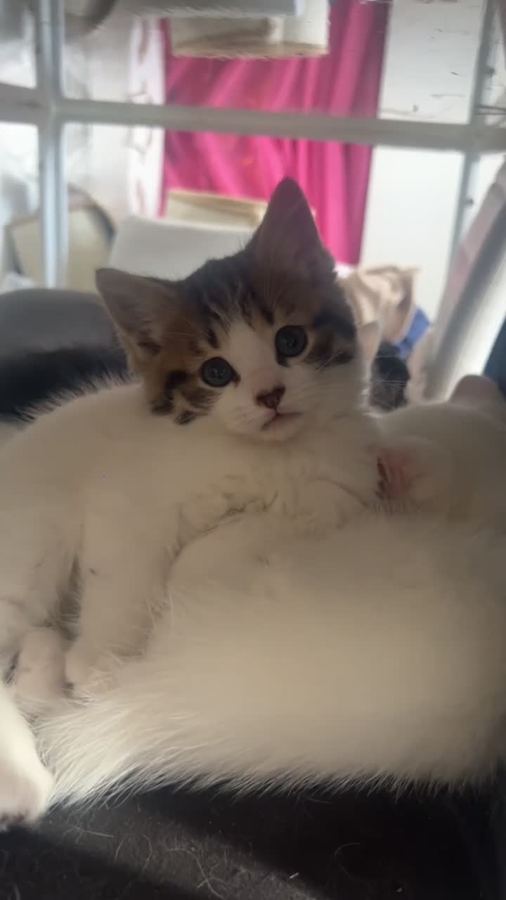 Turkish Angora cats for sale: White and tabby kitten  in Leicester - Video 2