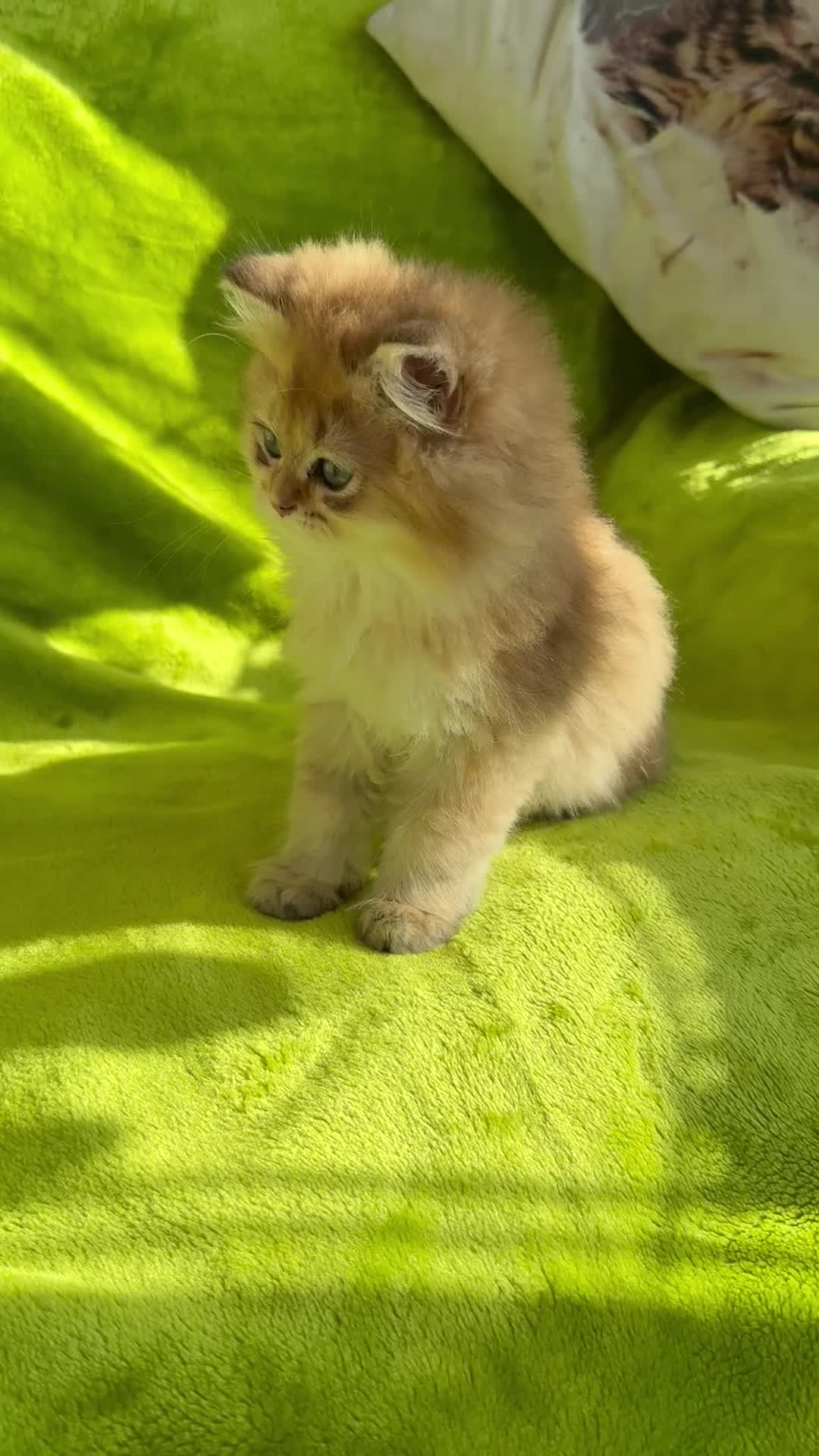 British Longhair cats for sale: PureBread Golden British Longhair kitten for sale  - Video 1