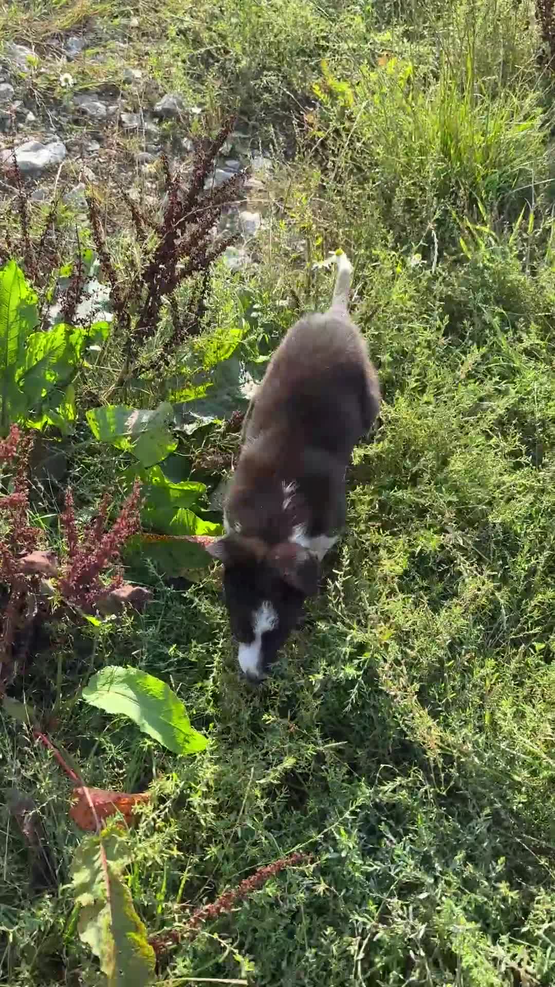 Border Collie dogs for sale: Gorgeous KC reg border collie pups  - Video 2