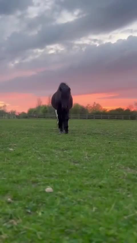 Dartmoor horses for sale: Opal! - Video 1