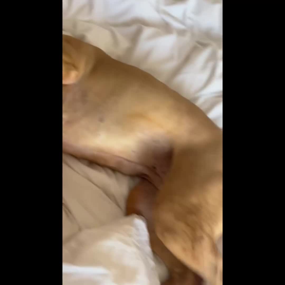 Staffordshire Bull Terrier dogs for adoption: Willow needs a loving home  - Video 1