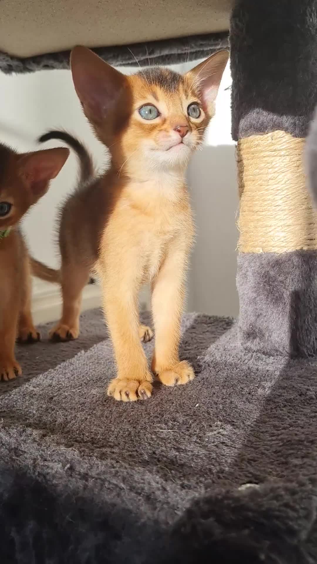 Abyssinian cats for sale: LAST TWO BOYS,champion line Abyssinian kittens🎖 - Video 5