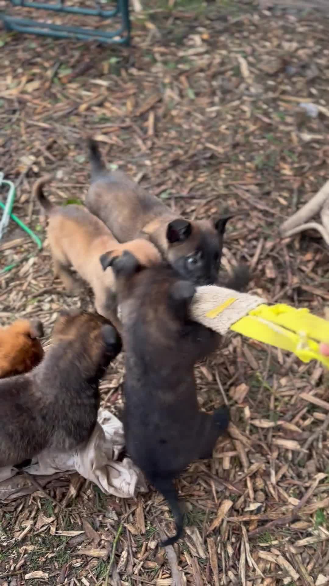 Mixed Breed dogs for sale: Dutch Herder Puppies  - Video 1