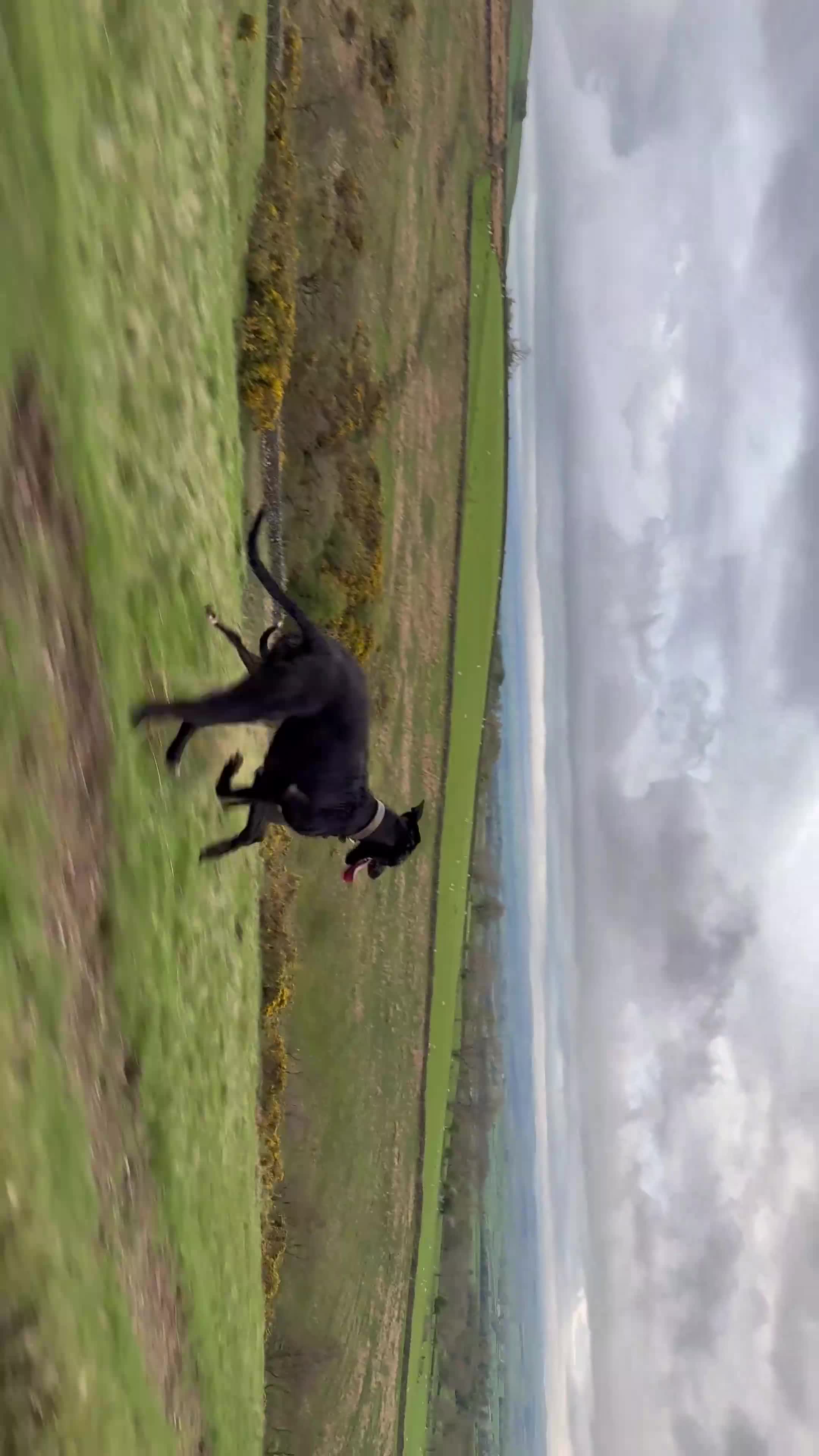 Lurcher dogs for sale: Bull greyhound deerhound greyhound Female  - Video 1