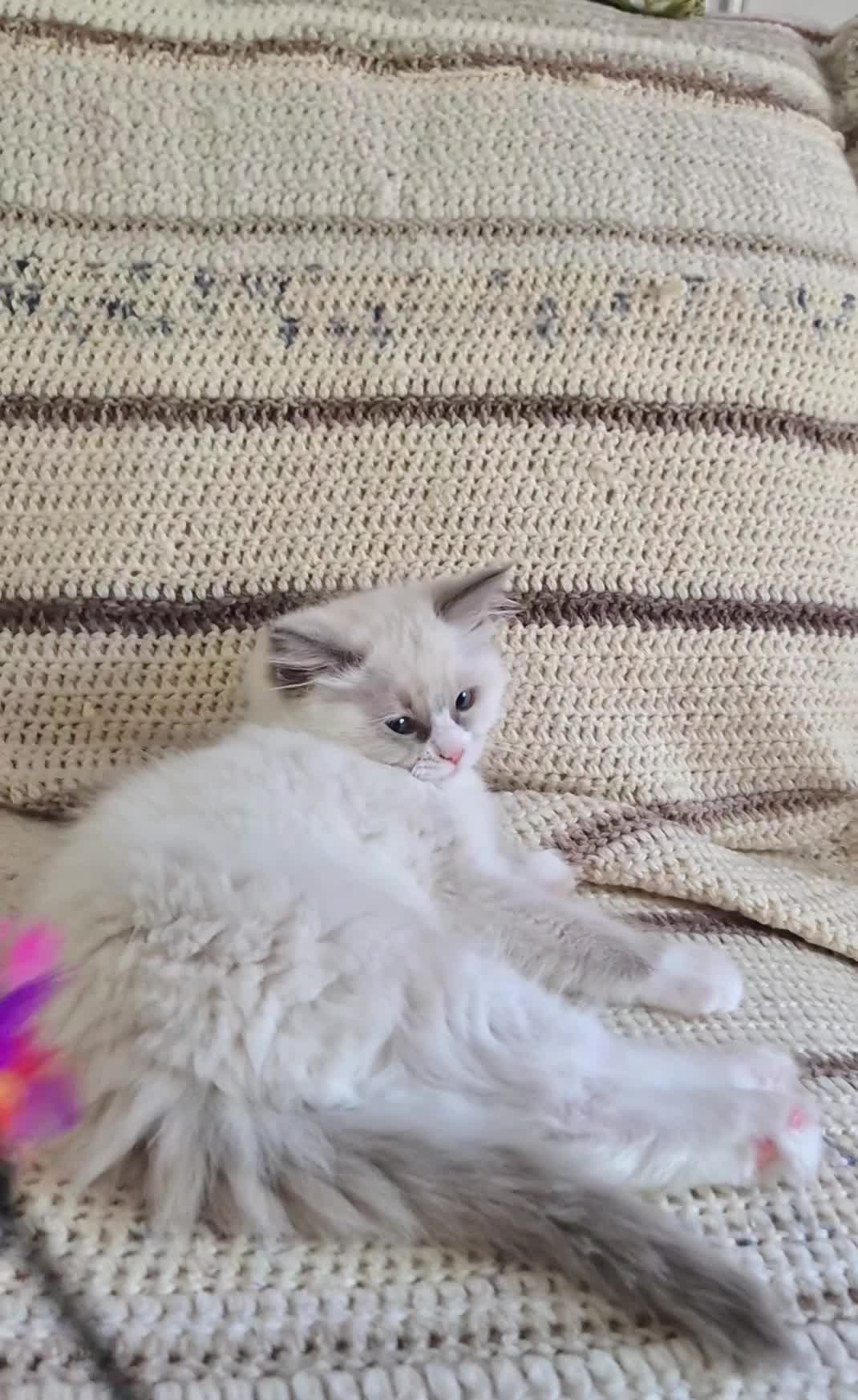 Ragdoll cats for sale: Ragdoll kittens are looking for forever home - Video 3