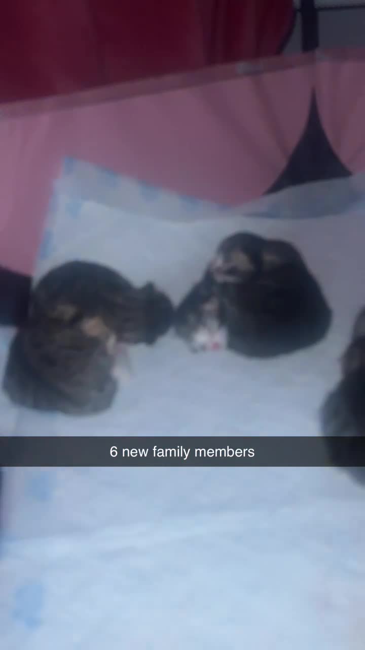 American Shorthair cats for sale: 🐾 Adorable American Shorthair Kittens! 🐾 - Video 3