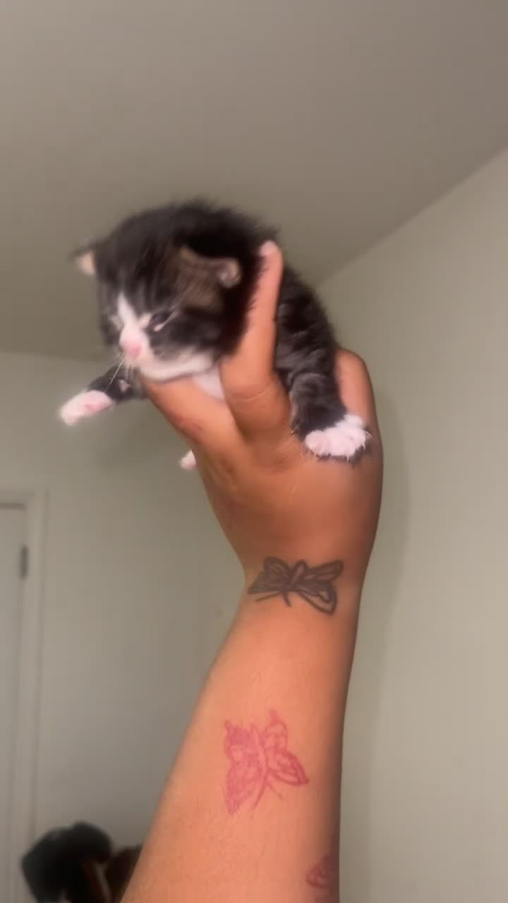 Mixed Breed cats for sale: A litter of 4 fluffy loving boys in London - Video 2