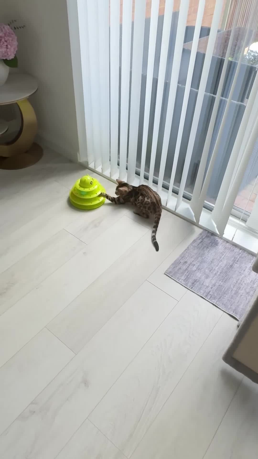 Bengal cats for sale: Bengal cat (still a kitten)  in Greenford - Video 2