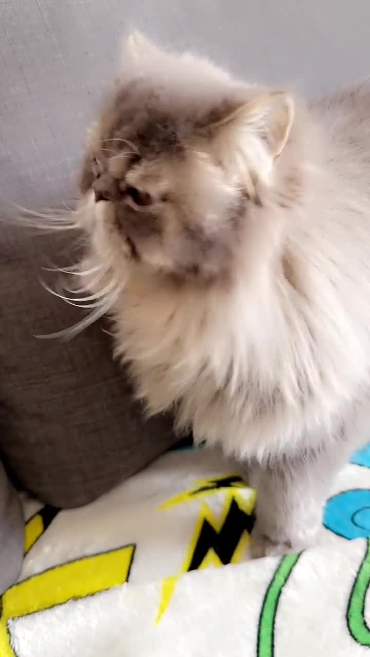 Ragdoll cats for sale: Loving Indoor Cat Duo Seeking Their Forever Home  - Video 2