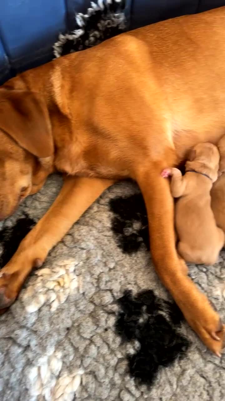 Labrador Retriever dogs for sale: Two beautiful fox red Labrador puppies  - Video 1