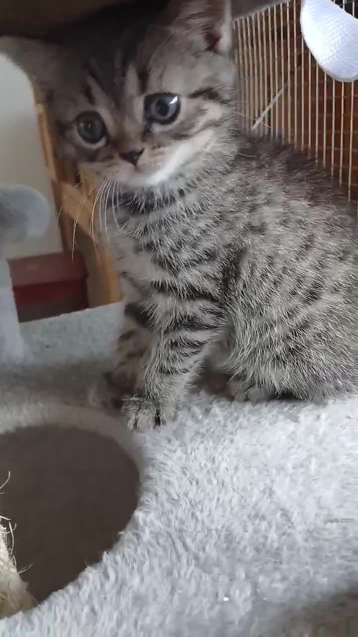 Mixed Breed cats for sale: Bsh X Scotish straight kitten- boy. - Video 1