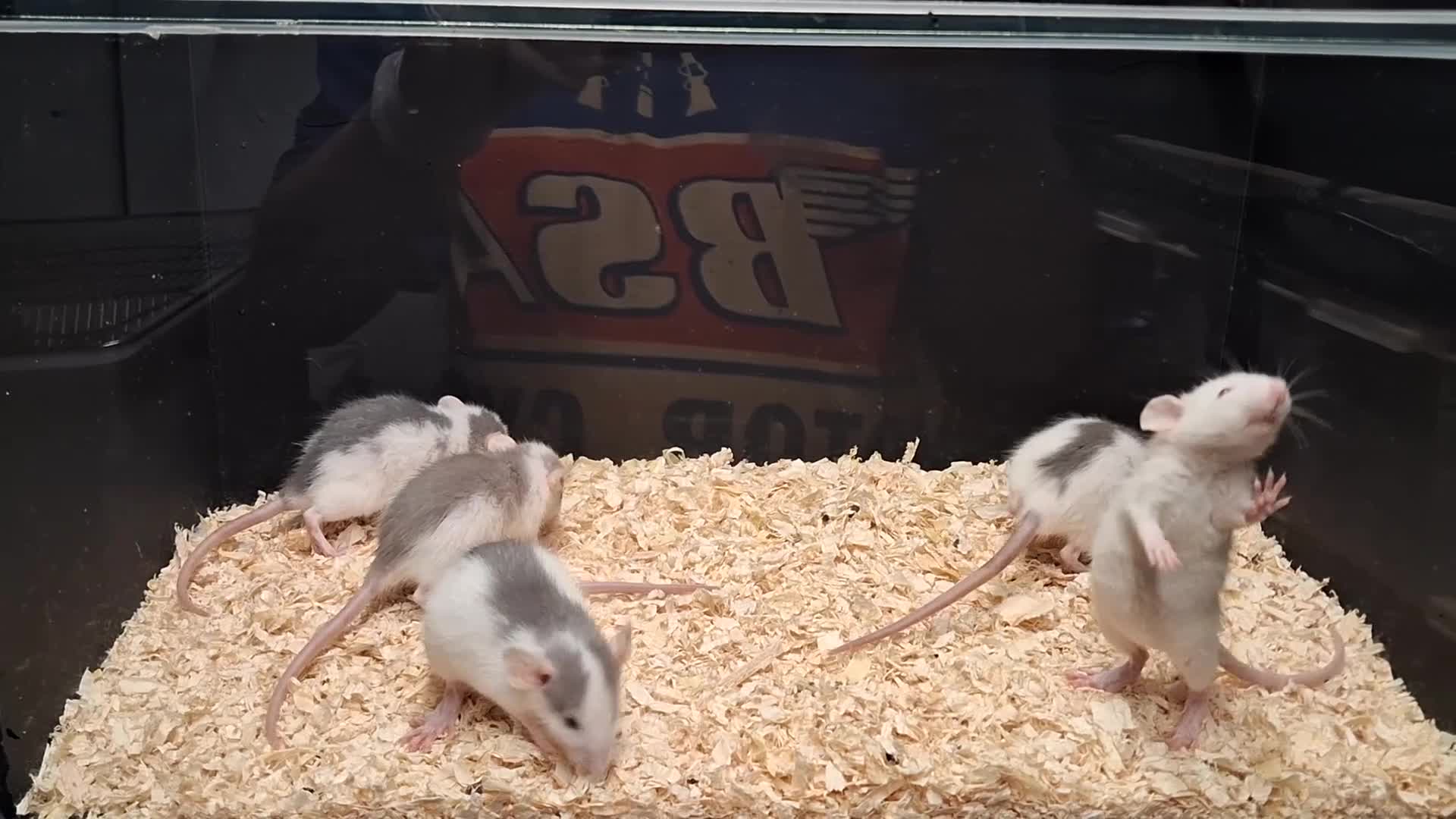 Rat rodents for sale: Baby Dumbo Rats , Males and Females  - Video 1