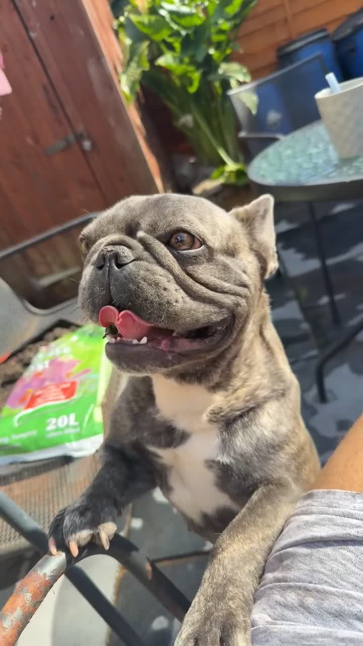 French Bulldog dogs for sale: Grown French bulldog  in Portsmouth - Video 1