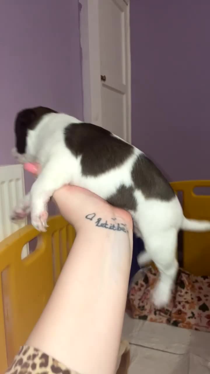 Jack Russell dogs for sale: Jack Russell Terriors  - Video 2