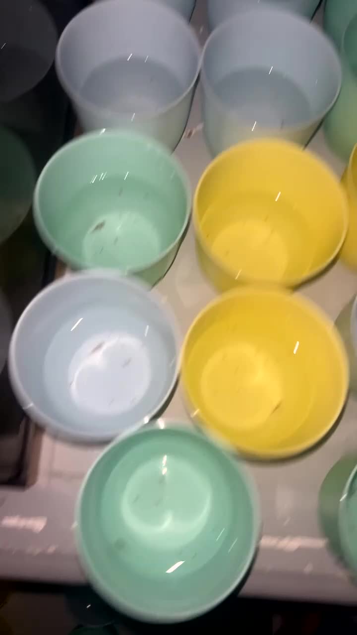 Axolotl reptiles for sale: Axolotl hatchlings  - Video 1