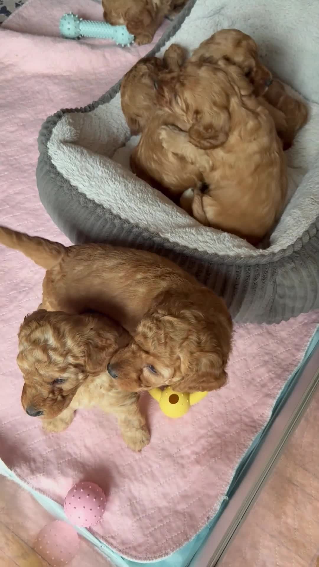 Cavapoo dogs for sale: Beautiful F1B cavapoo “teddy bear” puppies  - Video 2