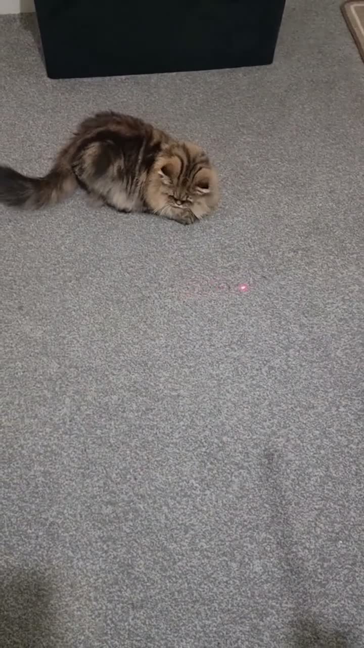 Persian cats for sale: Adorable Persian x British Longhair.  - Video 2