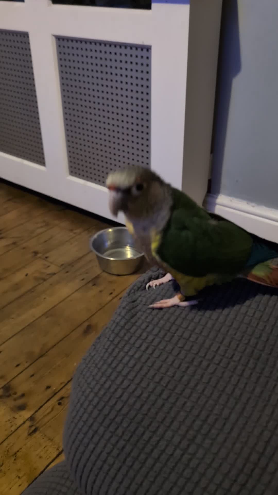 Conures birds for sale: Semi tame pineapple conure for sale - Video 1