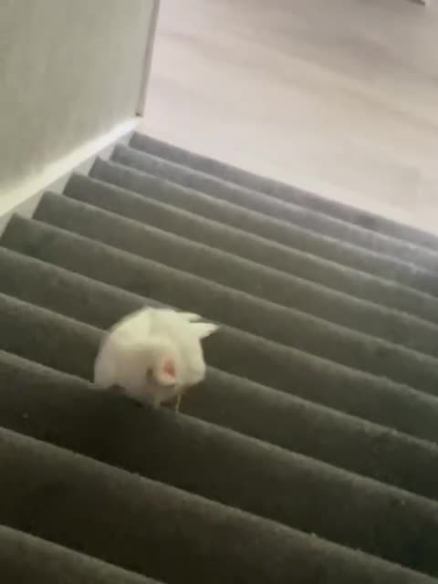 Cockatoo birds for sale: Corella cockatoo - Video 3