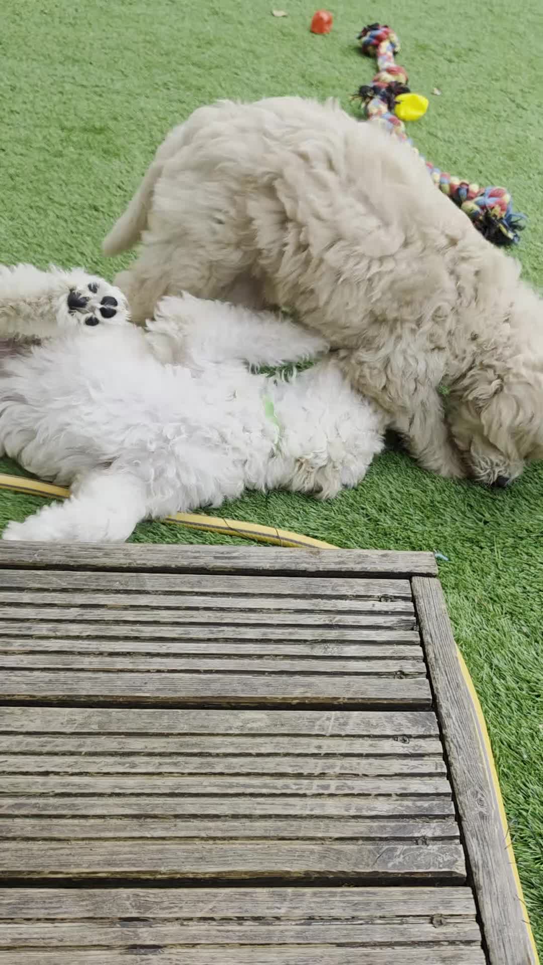 Goldendoodle dogs for sale: LAST girl left of Multigen.Goldendoodle Puppies!!! - Video 1