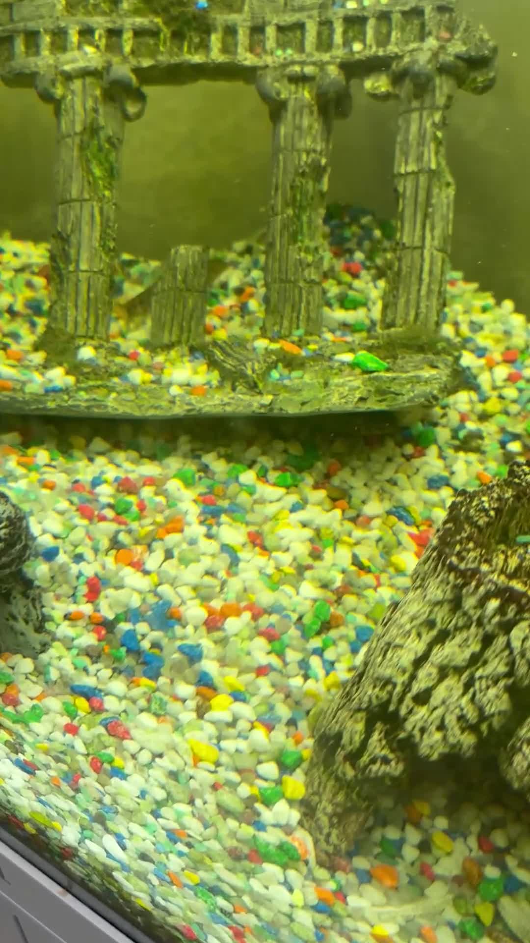Other/Mixed Breed fish for sale: Jewel lido 200 fish tank and 7 fish - Video 1
