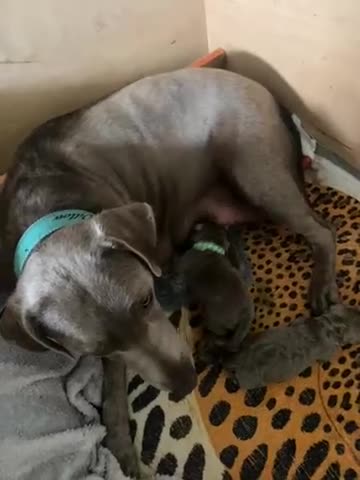 Labrador Retriever dogs for sale: 2 GIRL SILVER LABRADOR PUPPIES FOR SALE  - Video 1