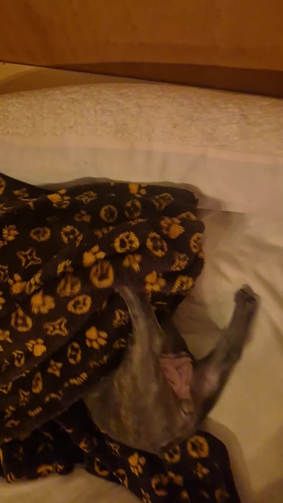 French Bulldog dogs for sale: French Bulldogs  - Video 1