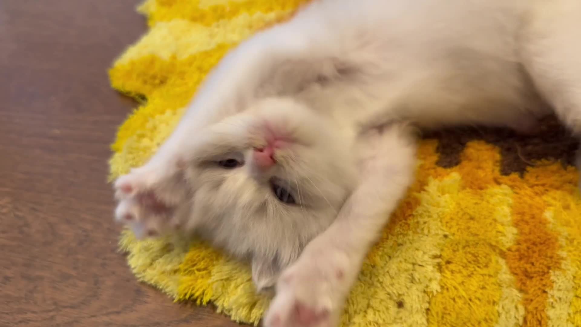 Ragdoll cats for sale: Beautiful Ragdoll gccf registered - Video 2