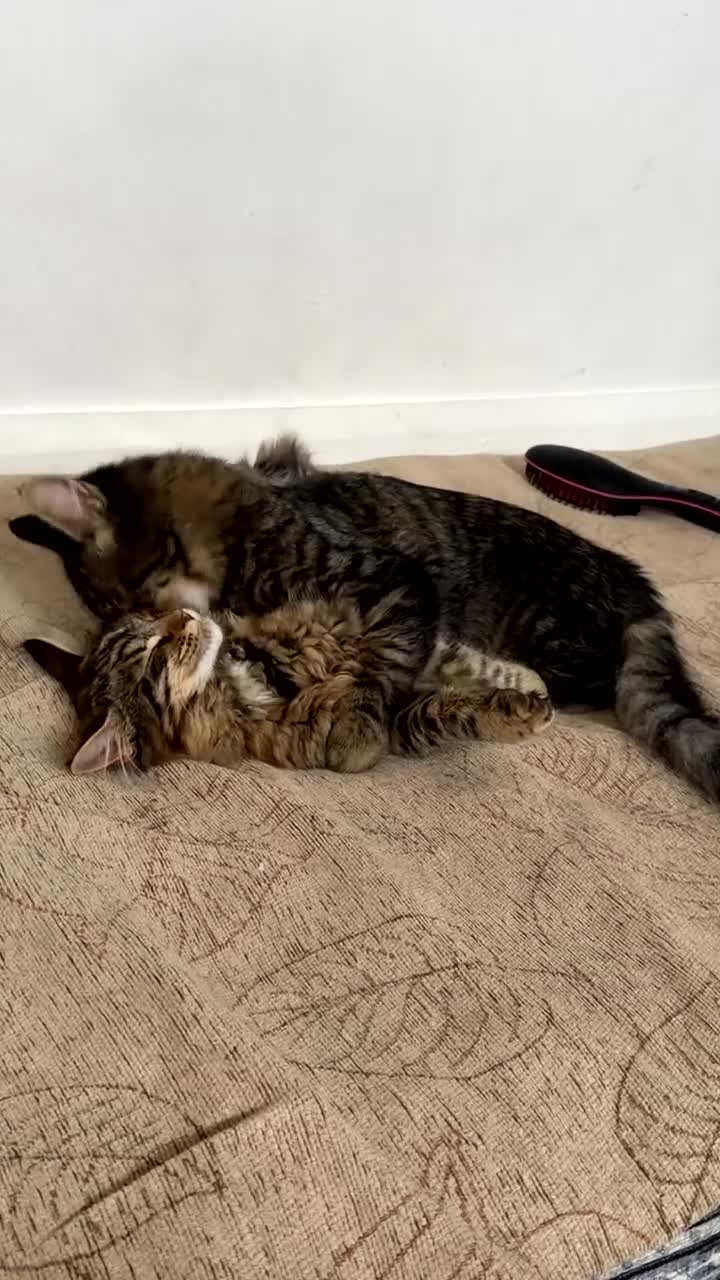 Maine Coon cats for sale: 3 beautiful main coons - Video 1