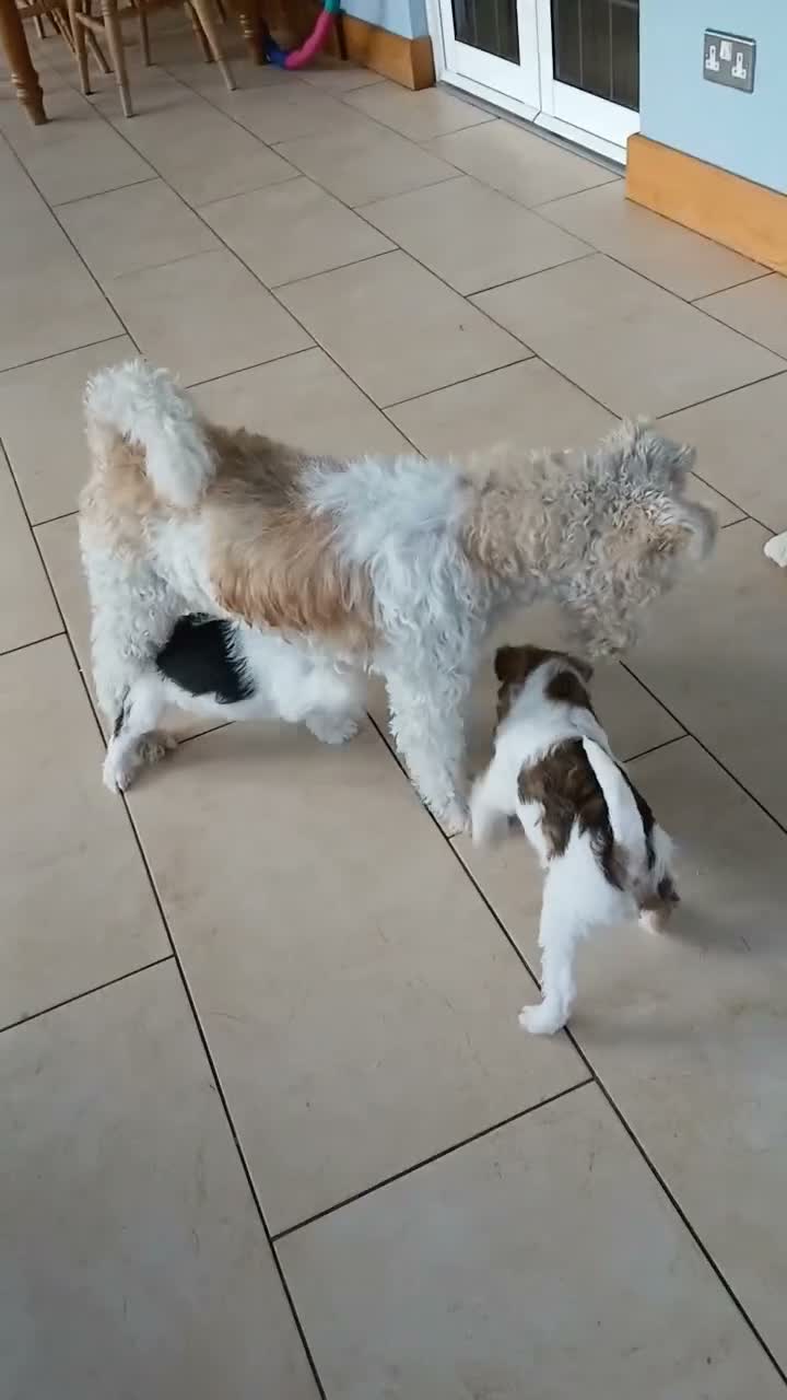 Fox Terrier dogs for sale: KC Wire haired fox terrier pups based in Kent - Video 4