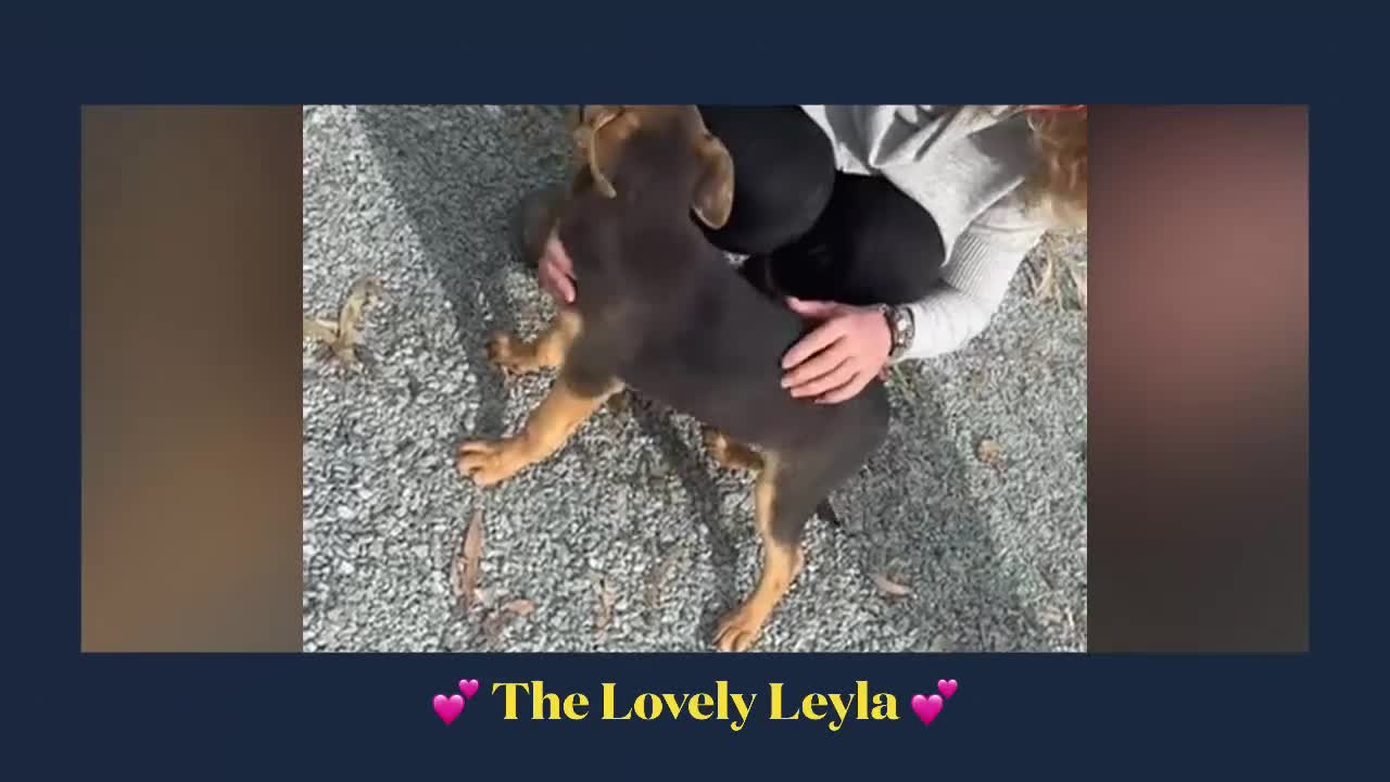 Mixed Breed dogs for adoption: Gentle Leyla seeks a patient and happy home - Video 1