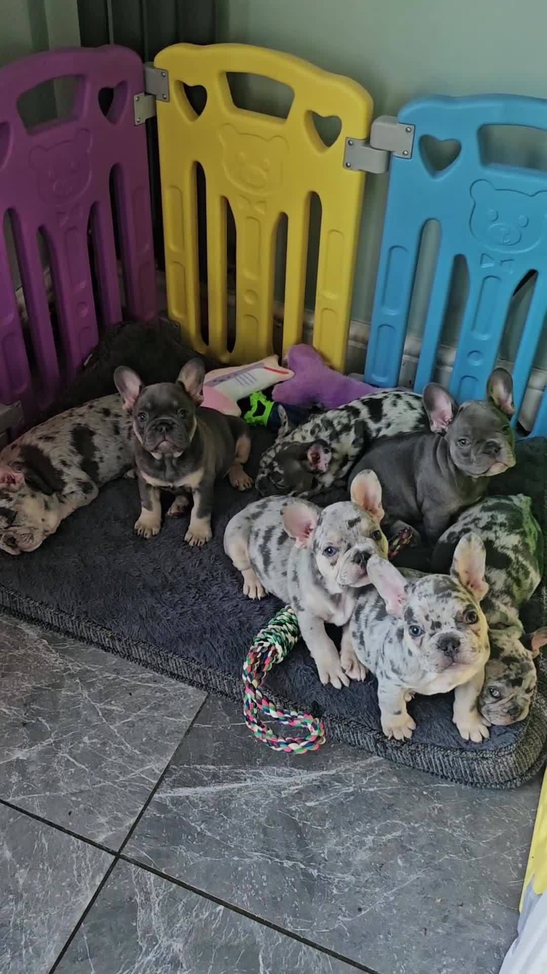 French Bulldog dogs for sale: French Bulldog Puppies - Video 2