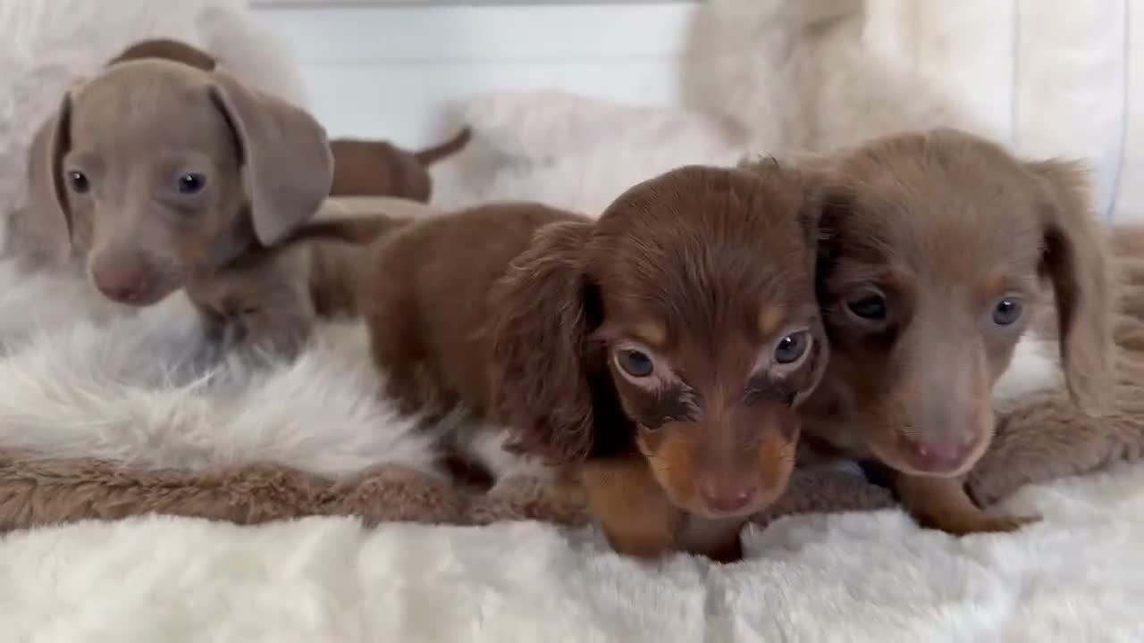Miniature Dachshund dogs for sale: ✨MINI DACHSHUNDS ✨BOTH PARENTS KC✨ - Video 1