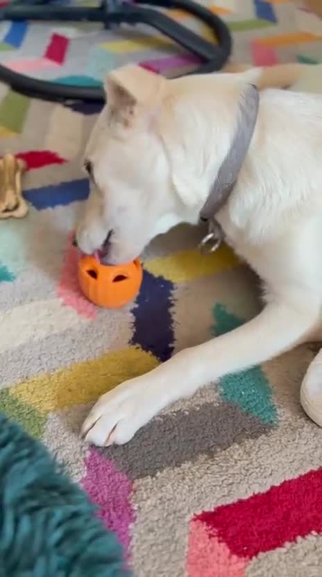 Mixed Breed dogs for adoption: ❤️TOSCA❤️ - THE LOVELIEST  GIRL NEEDS A NEW HOME in Mansfield - Video 4