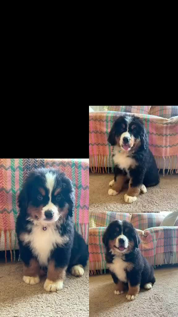 Bernese Mountain Dog dogs for sale: Beautiful Bernese Mountain pups available  in Carmarthen - Video 1