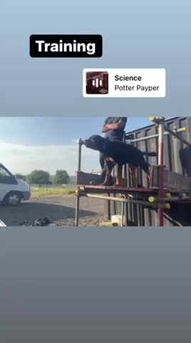 Rottweiler dogs for stud: Working Line German Rottweiler FaloconestFor Stud in Oldham - Video 2