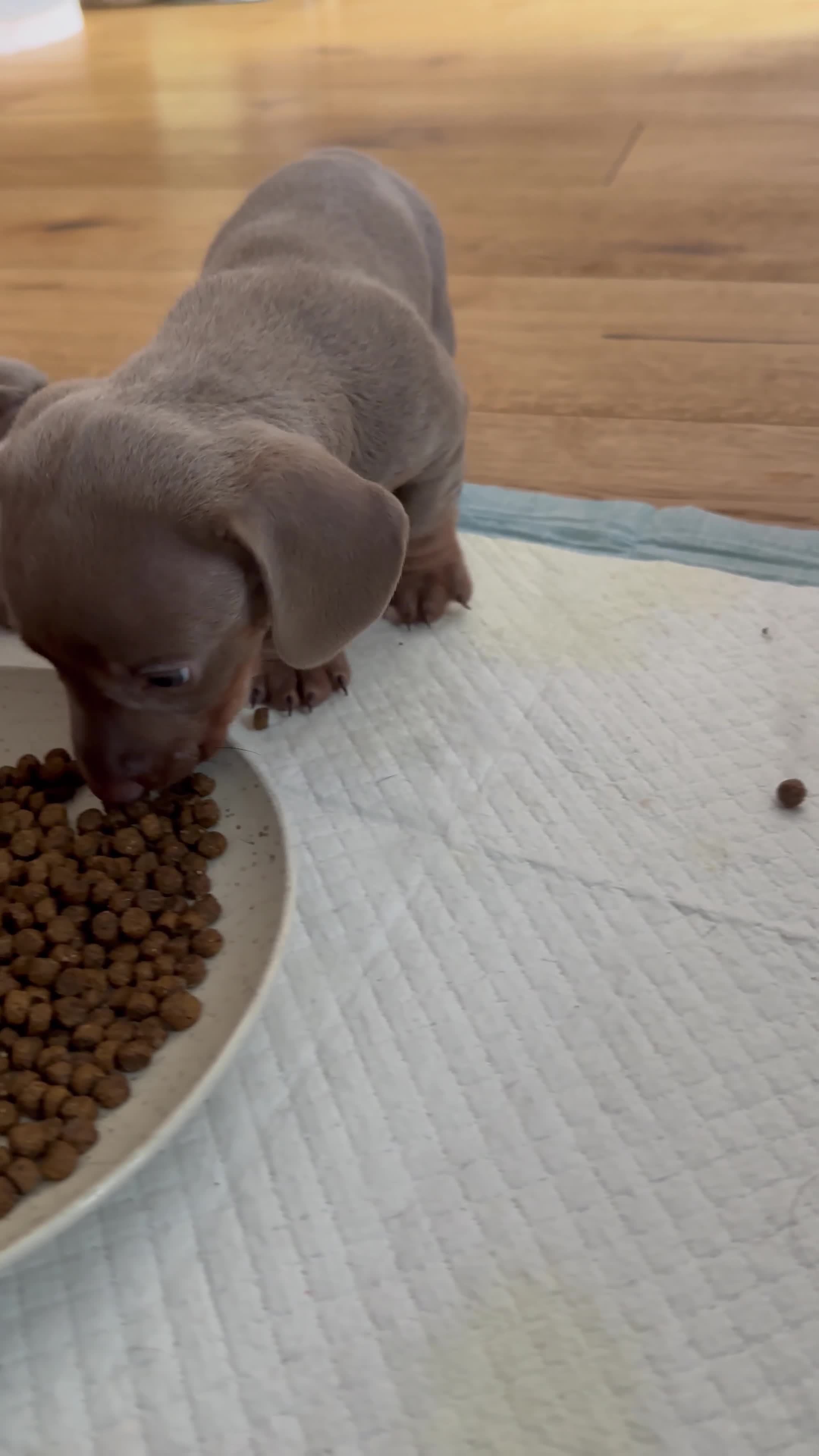 Miniature Dachshund dogs for sale: Miniature Dachshunds for sale  - Video 3