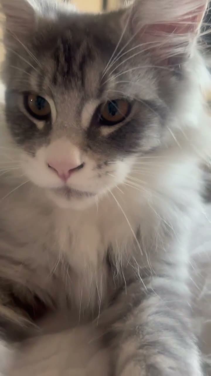 Maine Coon cats for sale: STUNNING HIGH SILVER BOY last remaining ✨ - Video 1