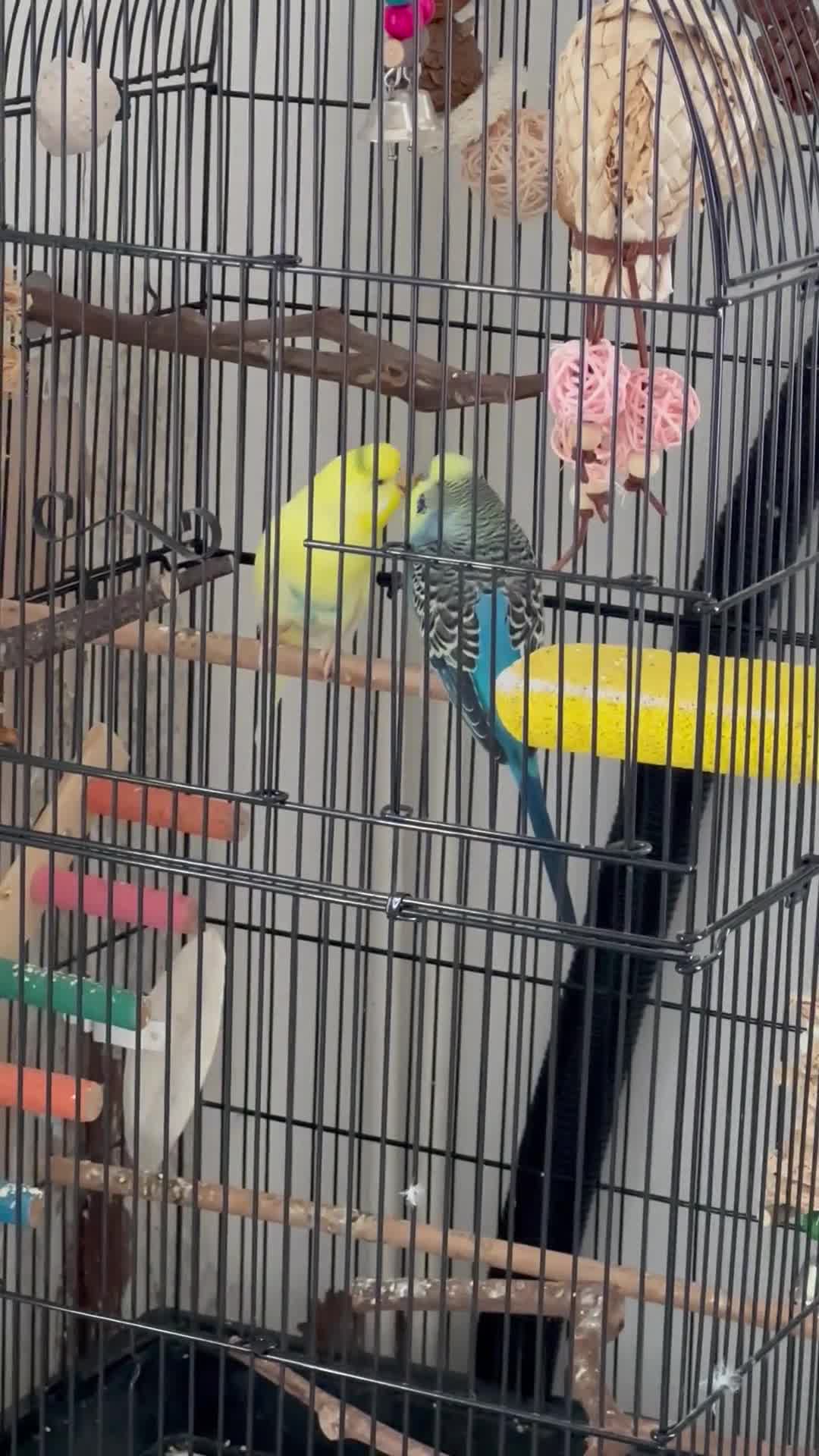 Budgerigars birds for sale: Budgie pair of bonded males (please read)  - Video 1