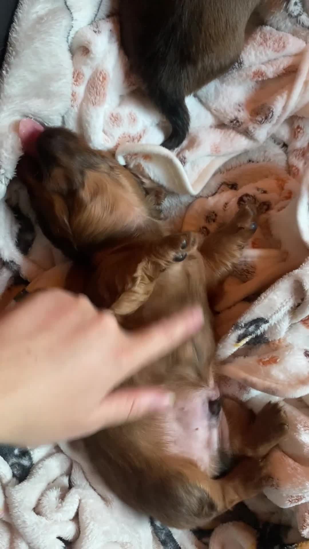 Miniature Dachshund dogs for sale: Gorgeous Long Haired Miniature Dachshund puppies!  - Video 2