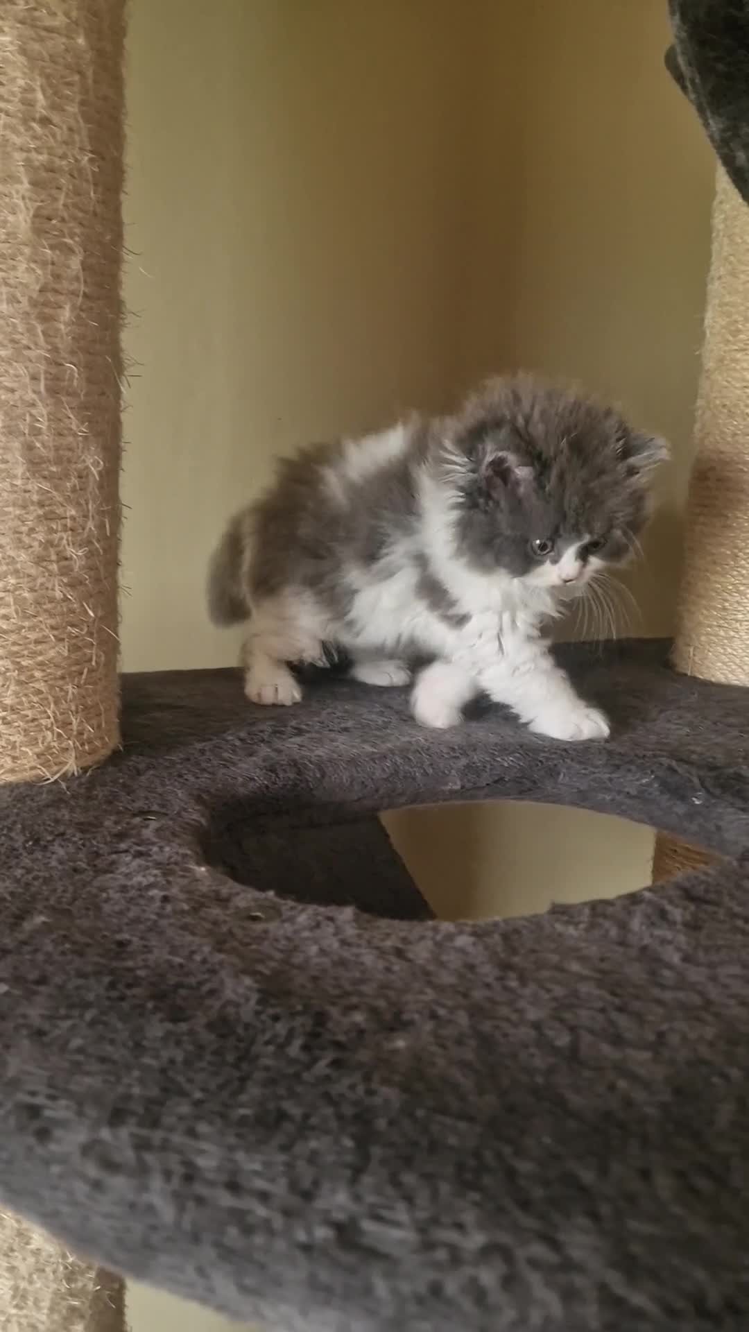 British Shorthair cats for sale: Tica reg British SH LH kittens Champion lines - Video 1