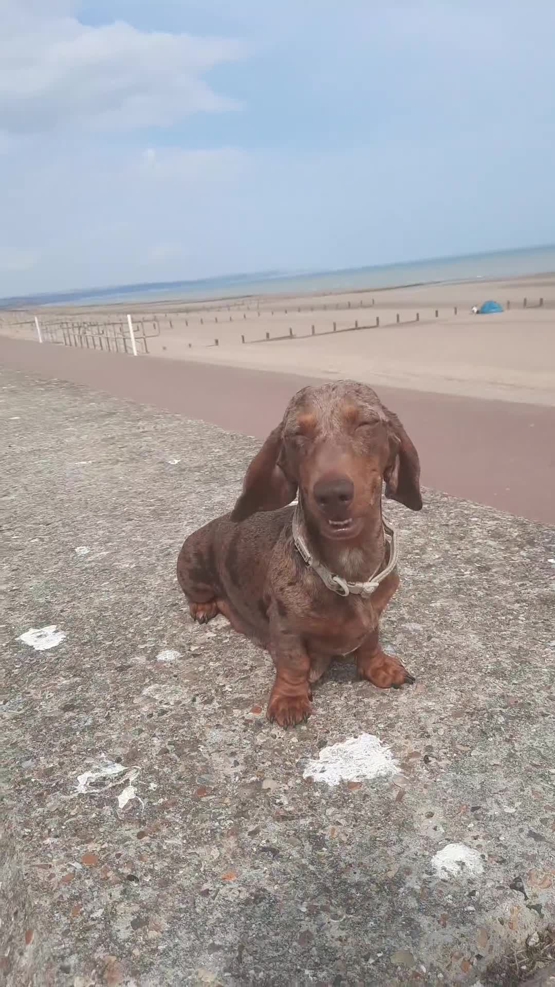 Miniature Dachshund dogs for sale: Beautiful litter of miniature dachshunds.9weeksold - Video 4
