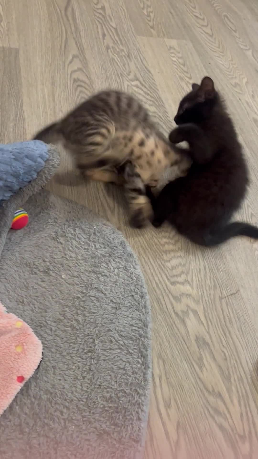 Mixed Breed cats for sale: Mixed breed adorable kittens in Waltham Cross - Video 3