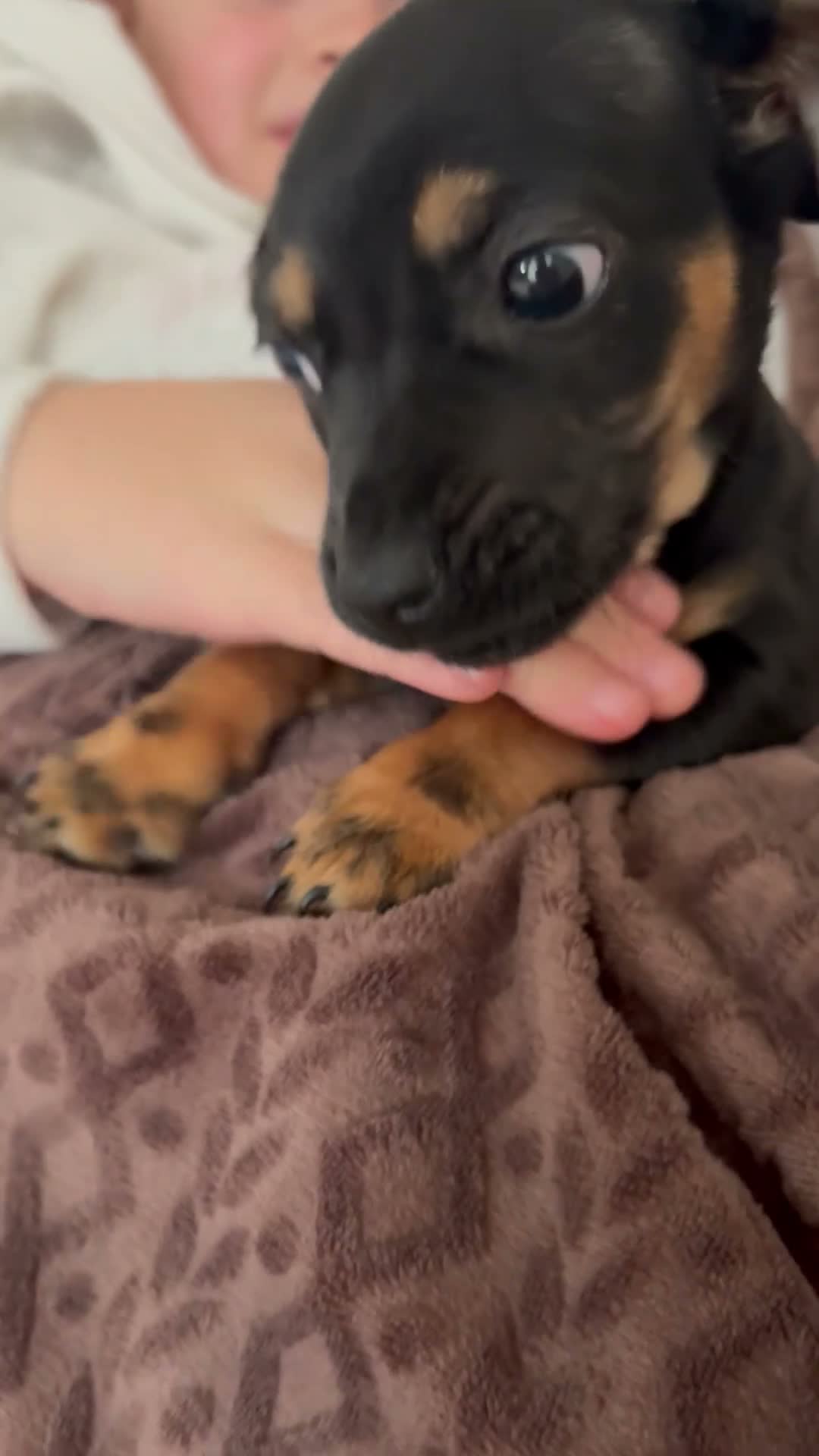 Miniature Dachshund dogs for sale: Very small miniature dachshund girl - Video 2