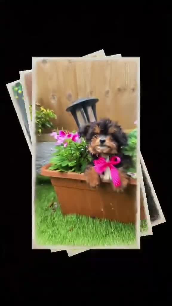 Maltipoo dogs for sale: F1B Maltipoo Rare Colours DNA Tested  - Video 3