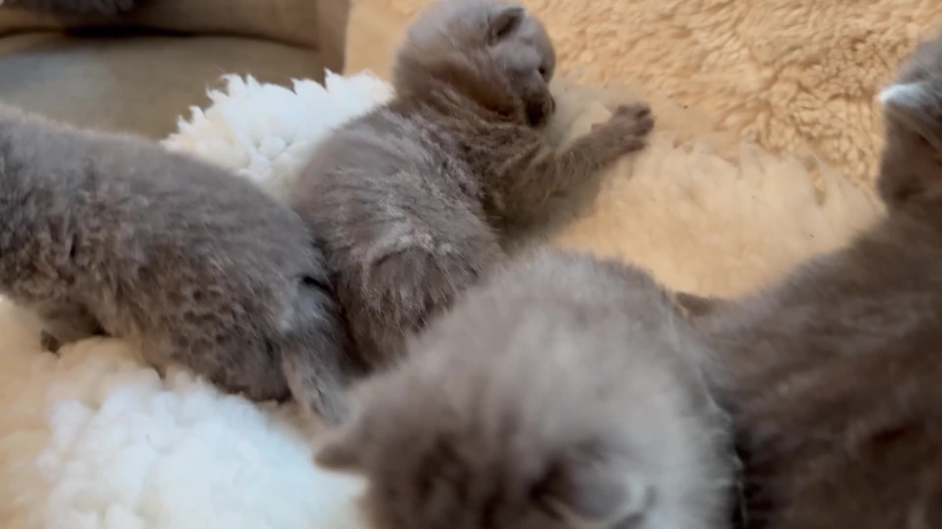 British Shorthair cats for sale: GCCF BSH Blue Kittens – Enquiries Now Open in Uckfield - Video 2
