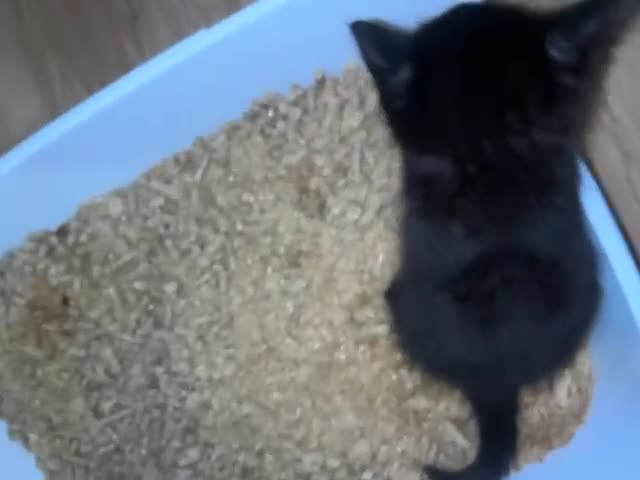 Mixed Breed cats for sale: Adorable kittens looking for loving forever homes - Video 4