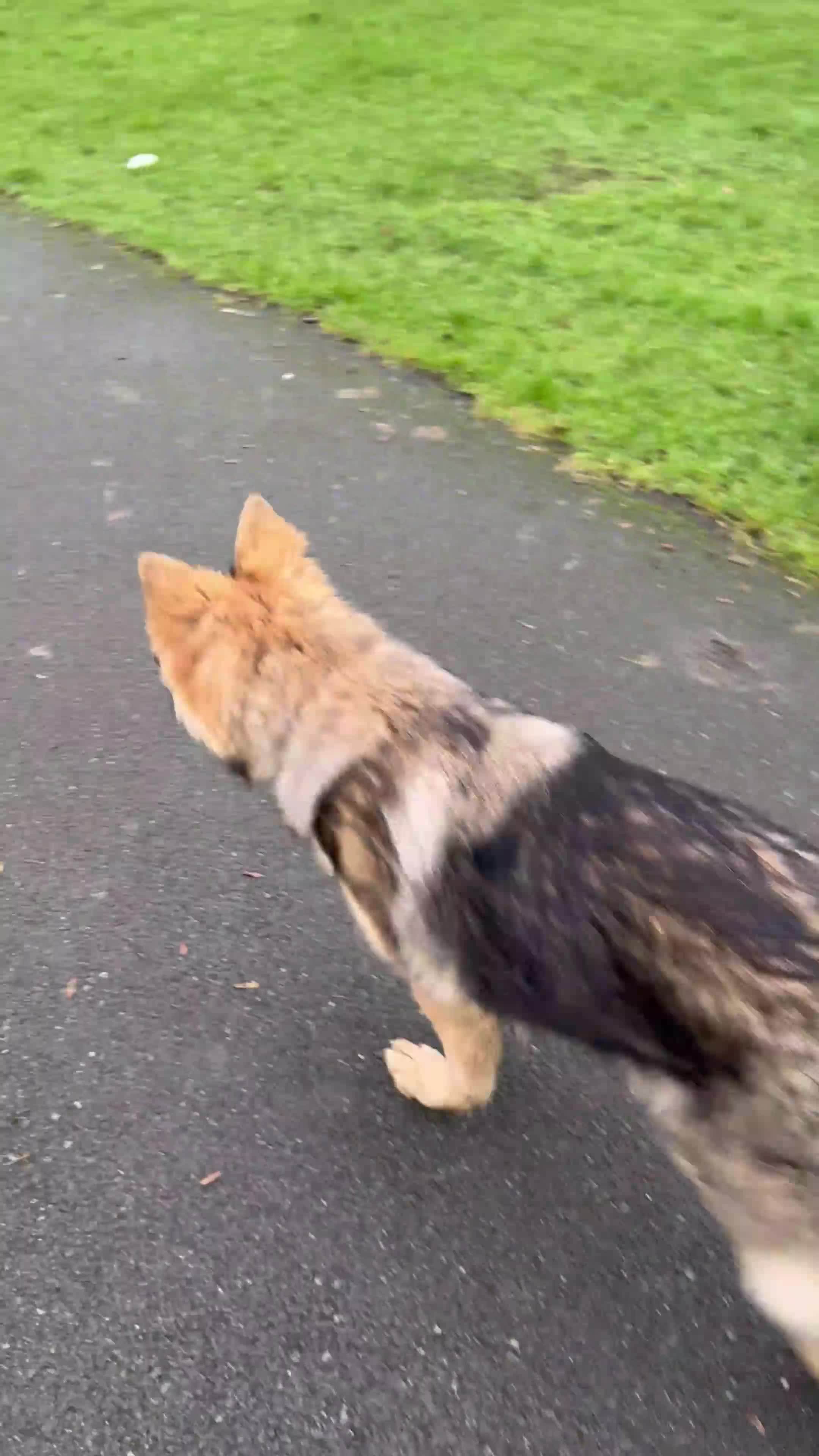 German Shepherd dogs for sale: Lexi German shepherd - Video 1